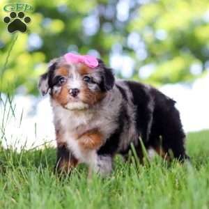 Firefly, Mini Bernedoodle Puppy